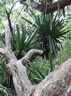 barragrande-bromelias1 Trilha das bromélias gigantes
