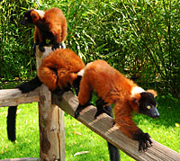 ernesto-lemur Lêmures