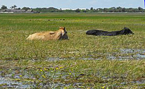 marilia-santoamaro Até no deserto as vacas vão pro brejo...