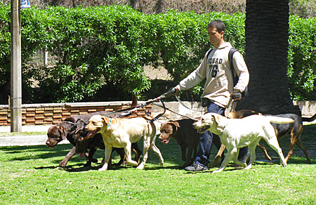 mvd3 Paseador de perros em Punta Carretas