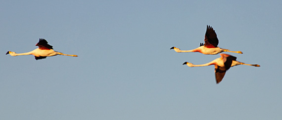 Sempre flamingo eu hei de ser Sempre flamingo eu hei de ser