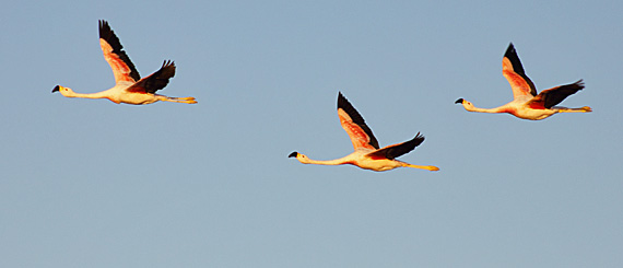 Uma vez flamingo.... Uma vez flamingo....