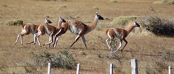 Charada da 6a.: gazelas