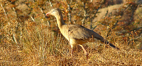 Serra da Canastra. Foto: Ernesto o Pato e Cibele Fabichak Serra da Canastra. Foto: Ernesto o Pato e Cibele Fabichak