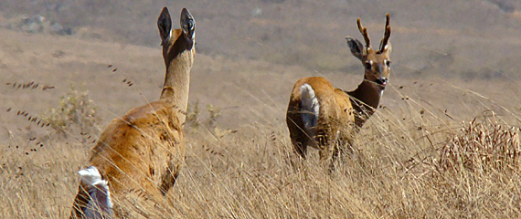 Serra da Canastra. Foto: Ernesto o Pato e Cibele Fabichak Serra da Canastra. Foto: Ernesto o Pato e Cibele Fabichak