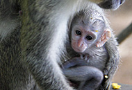 Wildlife Reserve, Barbados Wildlife Reserve, Barbados