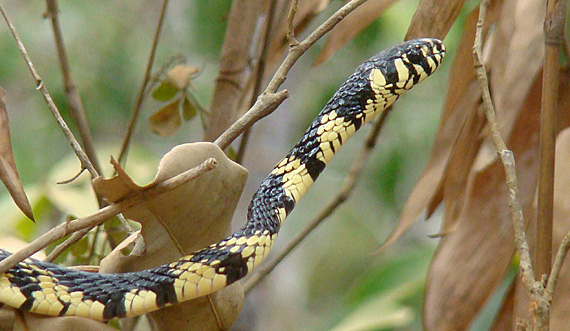 Cobra na Chapada Diamantina. Foto: Cibele Fabichak Cobra na Chapada Diamantina. Foto: Cibele Fabichak