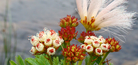 Flores da Chapada Diamantina. Foto: Cibele Fabichak Flores da Chapada Diamantina. Foto: Cibele Fabichak