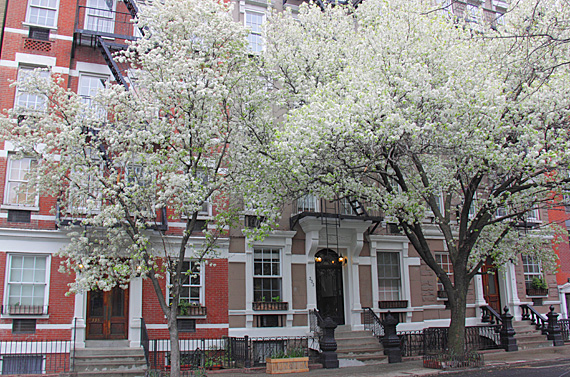 Cerejeira em flor em Chelsea Cerejeira em flor em Chelsea