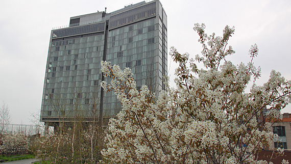 Cerejeira em flor no parque High Line Cerejeira em flor no parque High Line