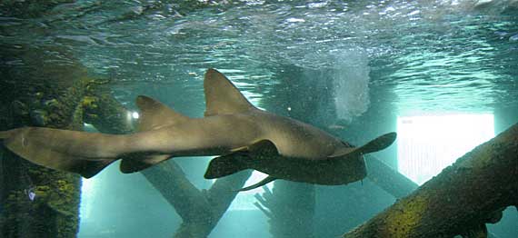Oceanário de Aracaju