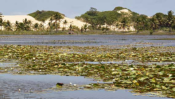 Pantanal de Pacatuba
