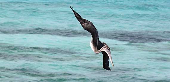 Los Roques Los Roques