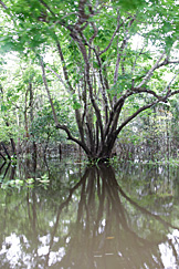 Num igapó do Solimões Num igapó do Solimões