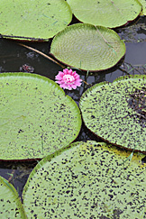 Lago de vitórias-régias Lago de vitórias-régias