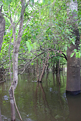 Num igapó do Amazonas Num igapó do Amazonas