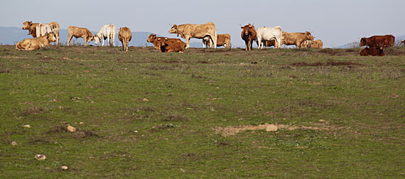 No Alentejo No Alentejo