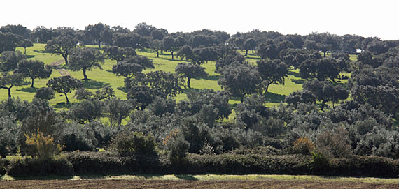 Alentejo Alentejo