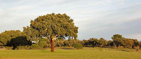 Sobreiro no Alentejo Sobreiro no Alentejo
