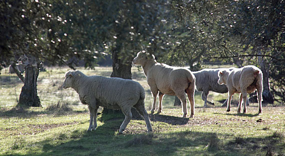 No Alentejo No Alentejo