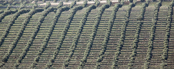Oliveiras vistas de Monsaraz Oliveiras vistas de Monsaraz