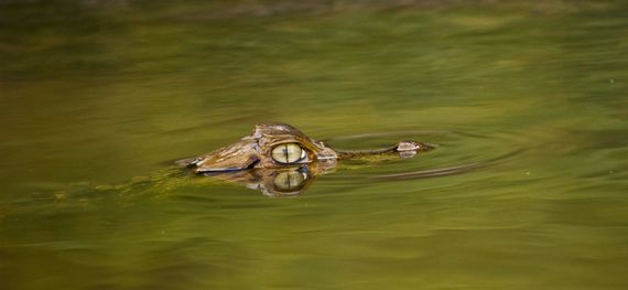 Mamirauá Amazônia Mamirauá Amazônia