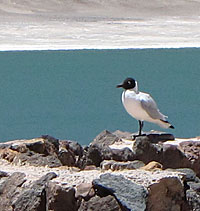 Lagunas Altiplânicas, Atacama