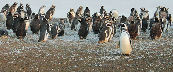 Isla Magdalena, Punta Arenas Isla Magdalena, Punta Arenas