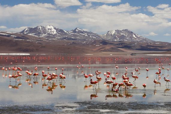 Flamingos no Salar do Uyuni Flamingos no Salar do Uyuni