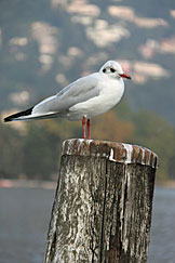 Lugano