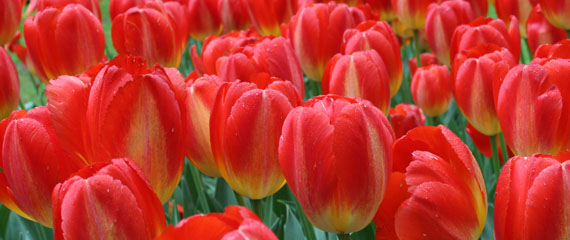 Keukenhof: como as tulipas se despediram da temporada 2013