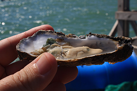 ostras-ostra