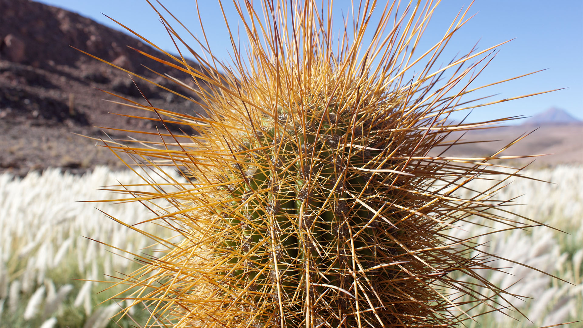 trilha inca cactus gigantes no atacama