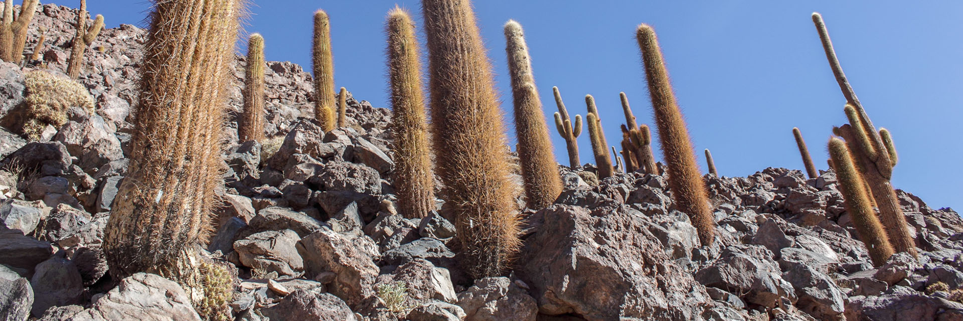 atacama trilha inca cactus gigante