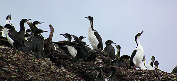 Cormorões-imperiais, parentes dos pelicanos