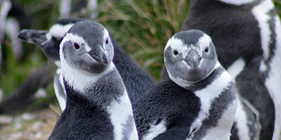 Pingüins-de-magalhães com trema