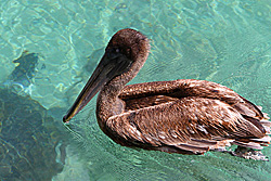 Pelicano em Xcaret. Foto: Luciana Misura