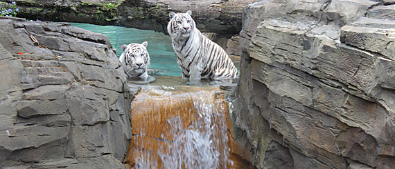 Tigres brancos de Bengala