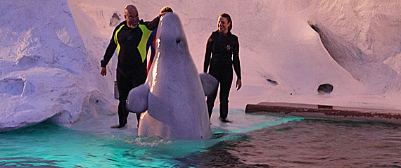 Esta baleia beluga tem sido mantida no aquário de um shopping por