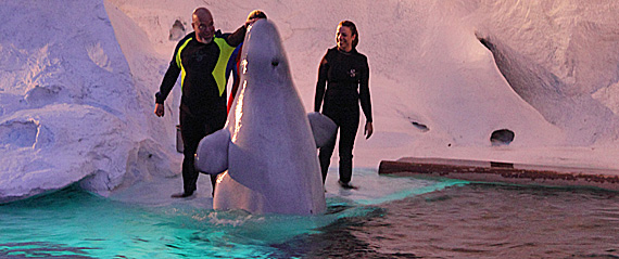 Interação com beluga no Sea World