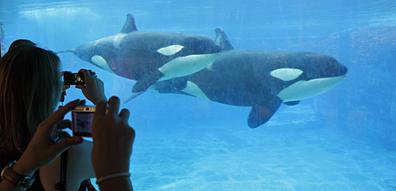 Baby Orcas no Sea World