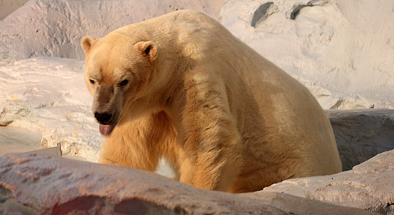 Urso polar no Sea World