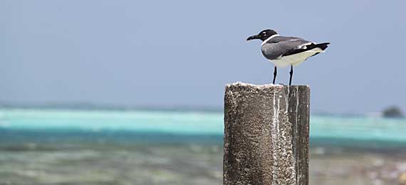 Dos Mosquices, Los Roques