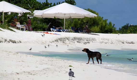 Francisquí, Los Roques