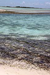 Francisquí, Los Roques