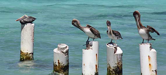 Pelicanos em Los Roques