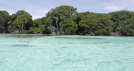 Manguezal em Los Roques