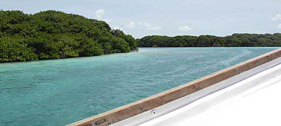 Manguezal em Los Roques