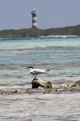 Sebastopol, Los Roques