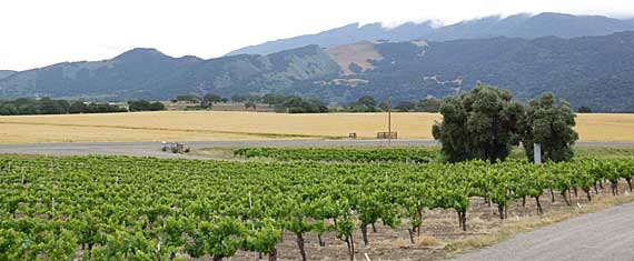 Em frente à vinícola Kalyra, vale de Santa Inês
